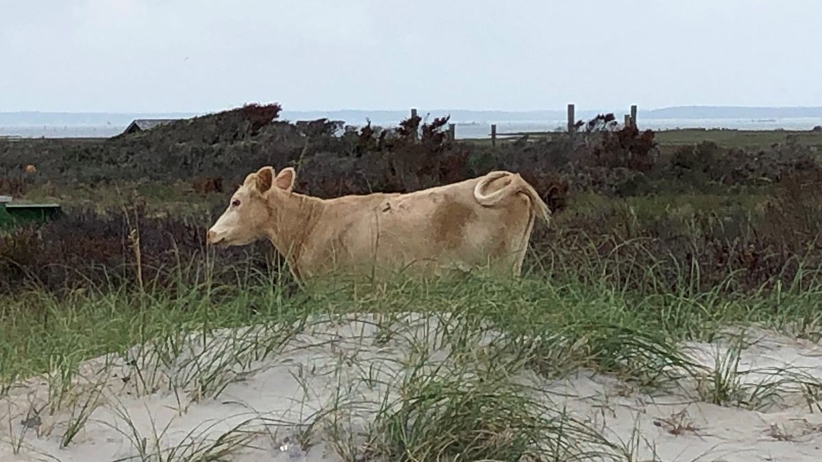 Hurikán smetl krávy do moře, v klidu plavaly na kilometry vzdálený ostrov